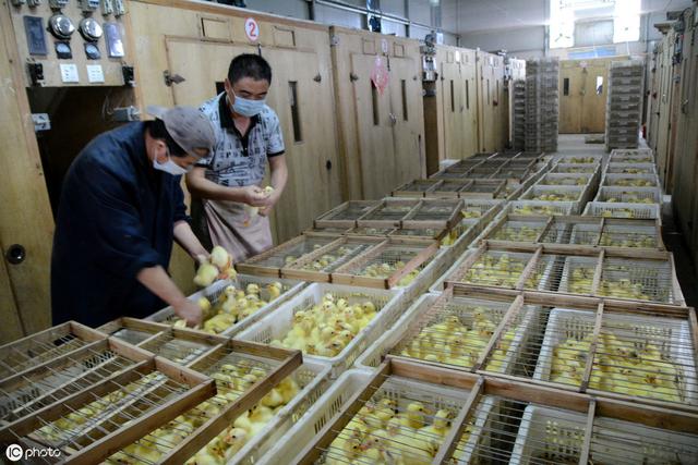 农村养殖高利润的行业，也许是你第一个创业的机会，一年赚20万