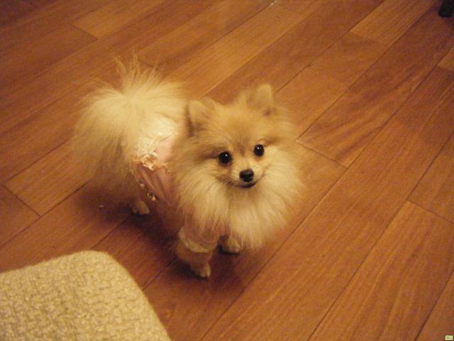 提高博美犬“注意力”的几个办法，让你训练更随心
