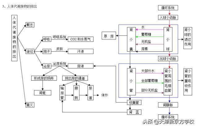 初中生物知识点梳理——思维导图，清晰得不要不要的！