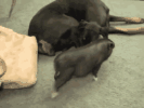 网易味央猪肉虽然火了，但背后的故事更精彩