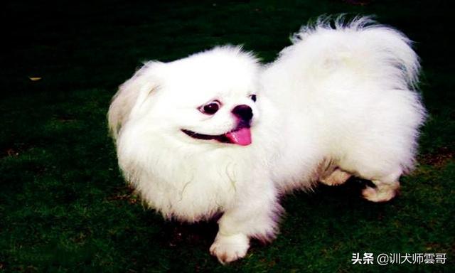 适合作为宠物犬的10大小型犬，你在养吗？