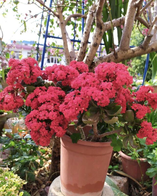 适合家庭养的“3种”好运花，皮实好养，长得旺、人气旺
