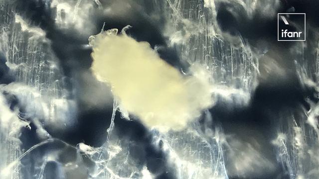 米家无线除螨仪体验：真的能帮你赶走烦人的螨虫吗？