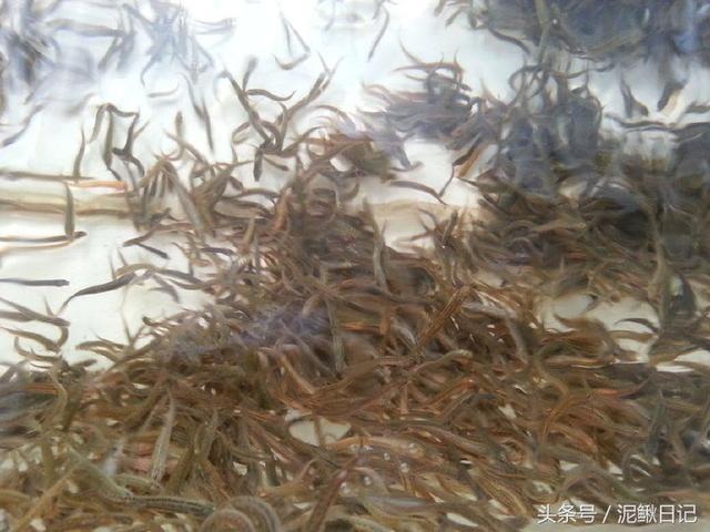 泥鳅养殖，学会这四招，养殖效益能提高
