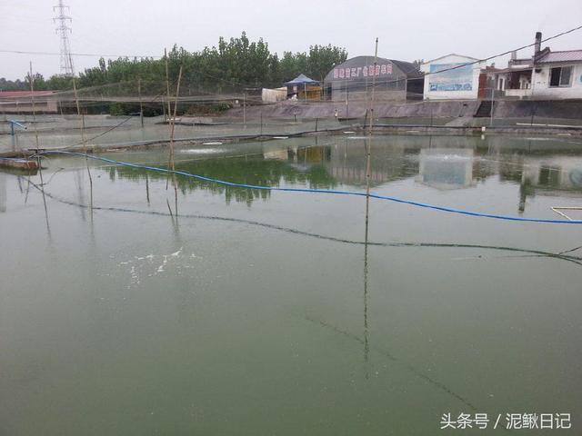 泥鳅养殖，学会这四招，养殖效益能提高