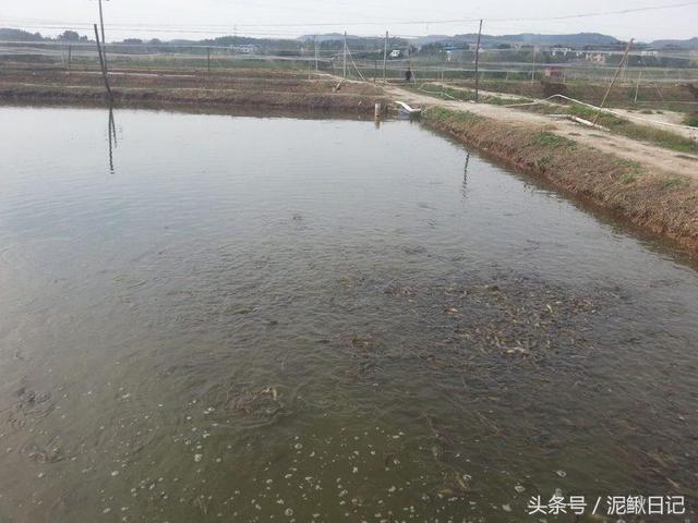 泥鳅养殖，学会这四招，养殖效益能提高