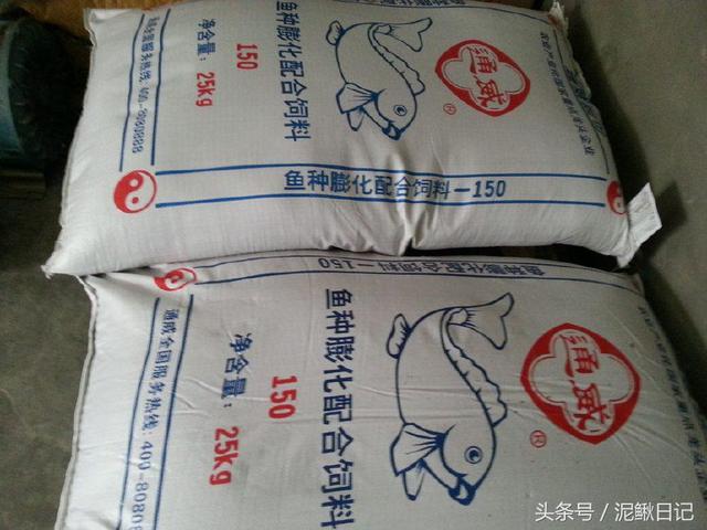 泥鳅养殖，学会这四招，养殖效益能提高