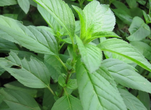 薄荷叶泡水可缓解感冒咳嗽，你知道还有其他功效吗？