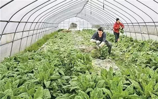 推荐10个适合夫妻创业的项目，有夫妻俩一年净收60多万元！