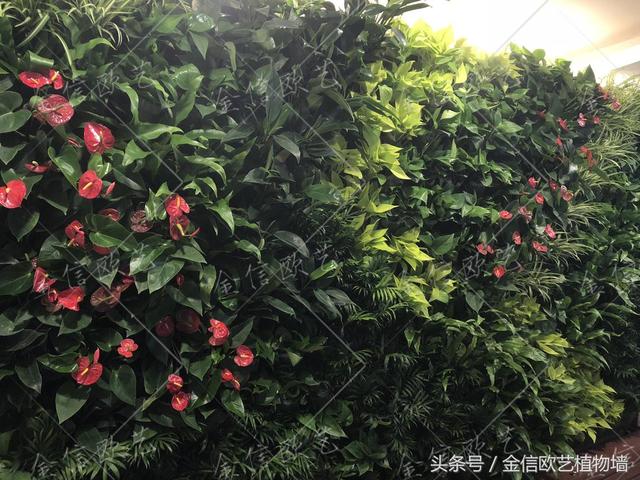 北京创业大厦植物墙项目完工