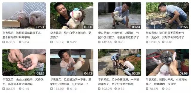 华农兄弟：衣服印着西瓜视频，却在B站月涨百万粉丝？