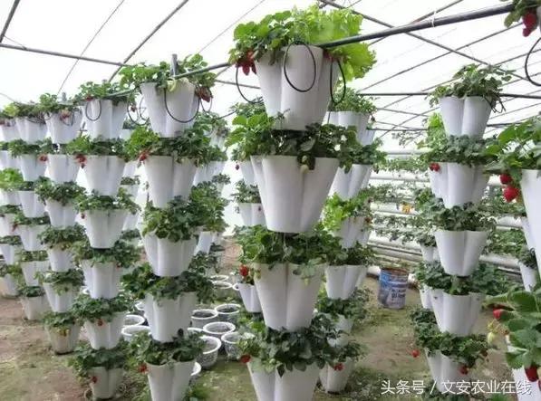5大新型种植技术！再不知道就晚了！