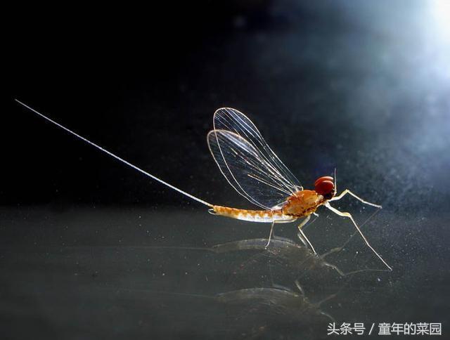 世界上生命最短的动物，只能活一天，只顾着忙这件事