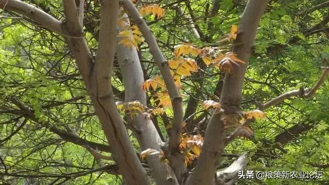 盘点4个适合农村创业的好项目，2020年回村干这些
