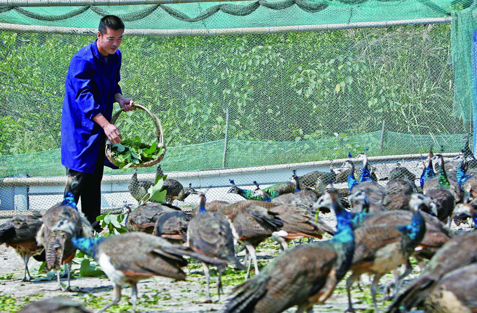 2020年！在农村养什么最赚钱？老农：试试这三个前景广阔的市场