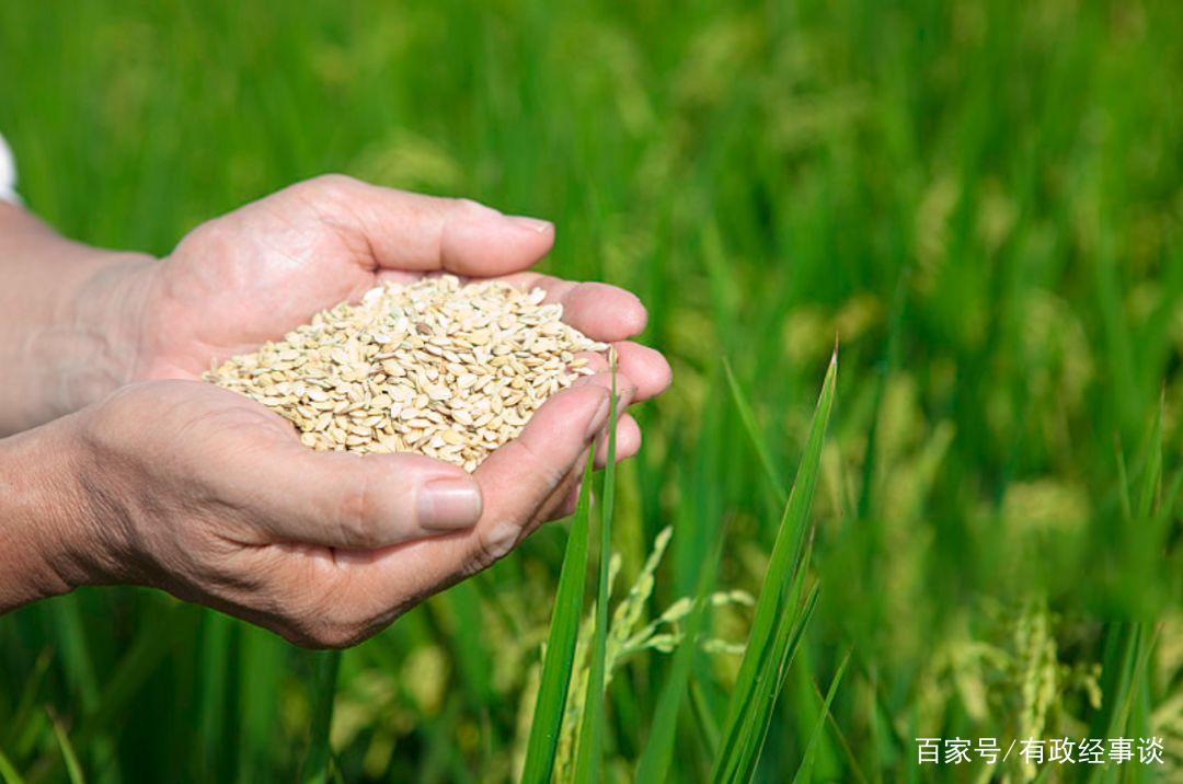 全球粮价上涨是否会影响到中国？官方回应：我们供应充足