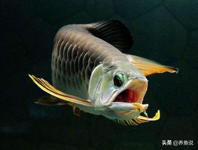 养新手选哪种观赏鱼更容易养？这三种观赏鱼，鱼缸里想养死都难