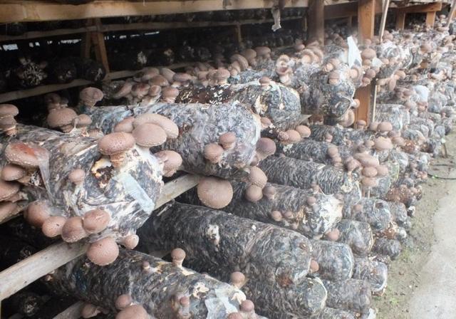 农民创业致富的几个好项目，选对方法和道路，一样可以发家致富