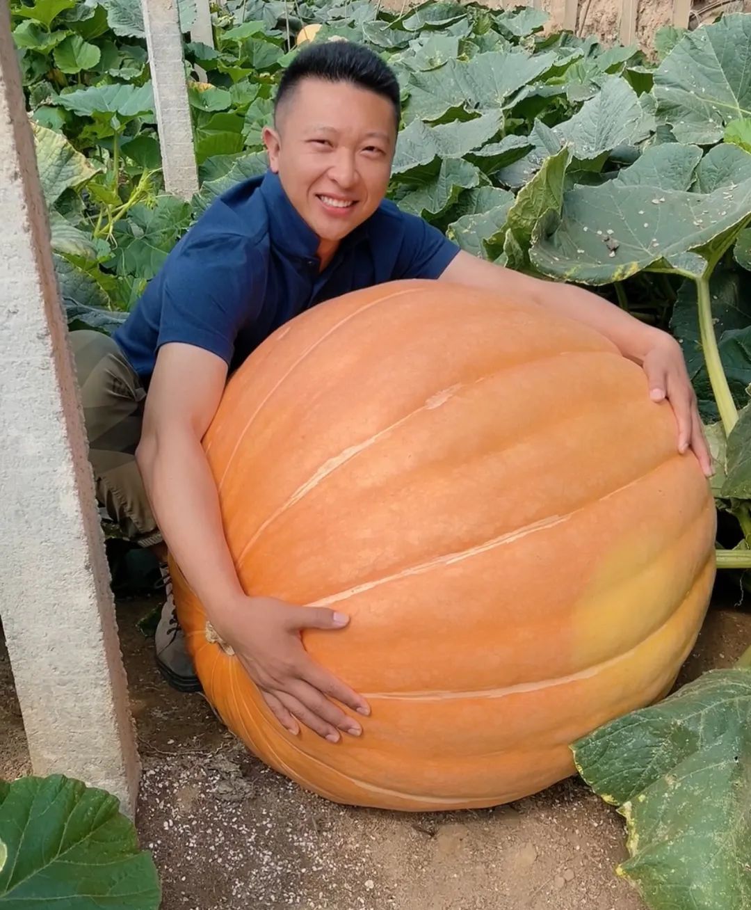 放弃5万月薪，我决定去种菜