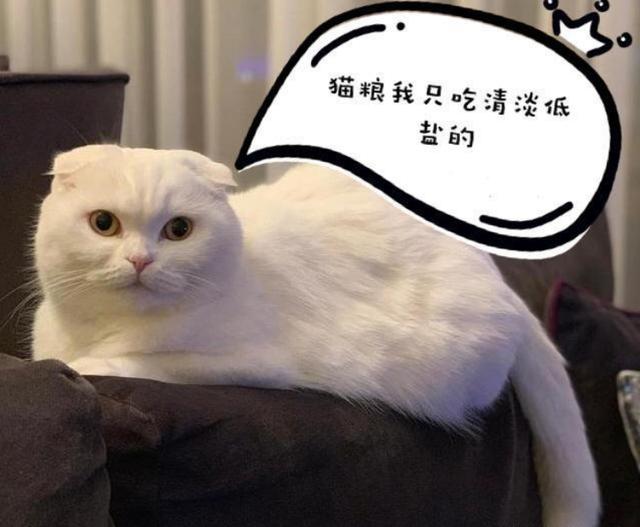 猫吃什么牌子的猫粮最好？