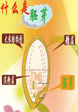 什么是胚芽呢？