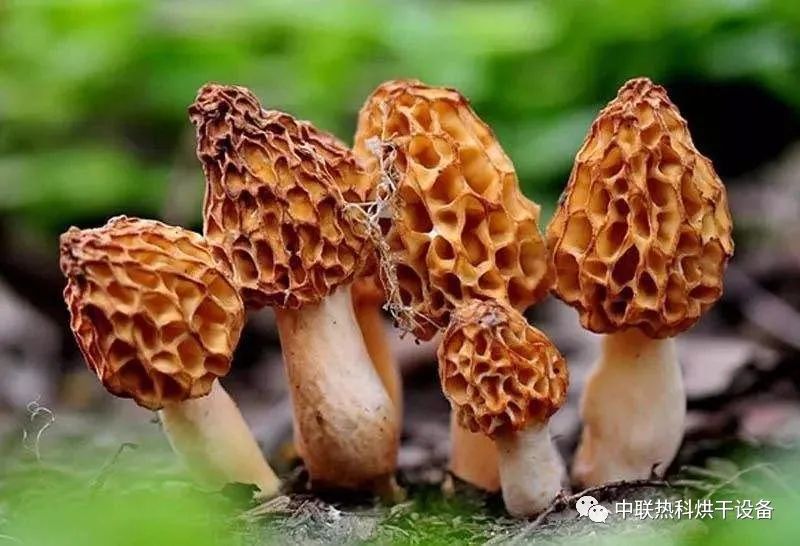 2020年羊肚菌市场行情及种植前景分析