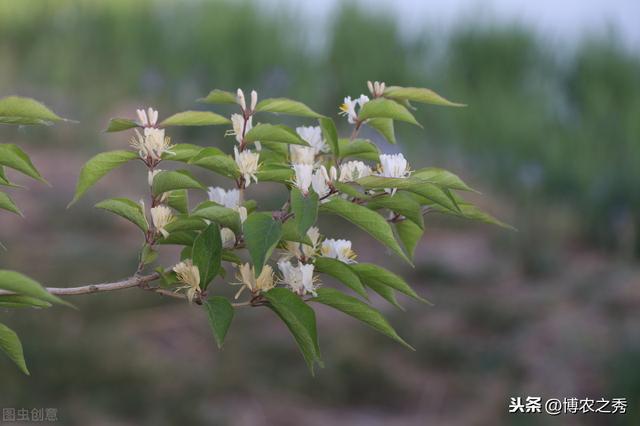 金银花的栽培技术，种植金银花时候我们需注意什么，进来学学