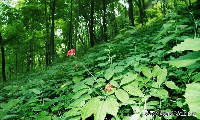 盘点4个适合农村创业的好项目，2020年回村干这些