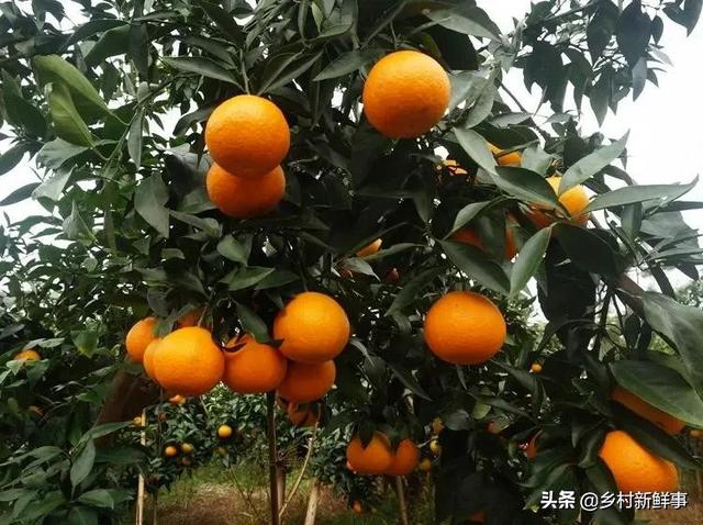 每天吃一个橙子的好处，一周后你的身体会有想不到的变化