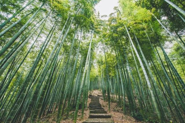 岁寒三友指的是什么