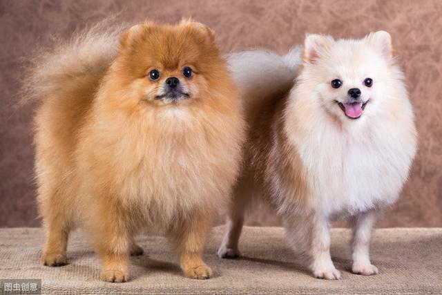 提高博美犬“注意力”的几个办法，让你训练更随心