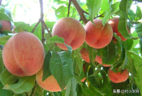 农村种啥农作物最赚钱？试试这9个种植项目，你也能小成本创业