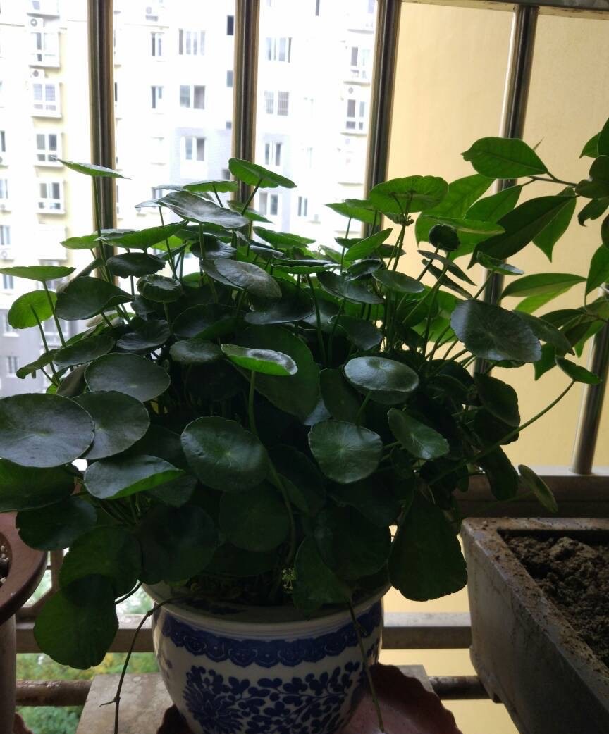 天凉了，铜钱草怎么养？记住“2点”，越长越旺，顺利过冬