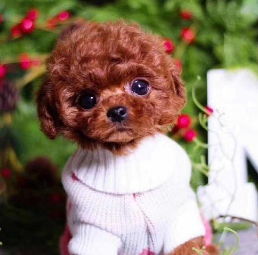 养狗，我劝你不要养“茶杯犬”，不然你会和我一样后悔莫及！