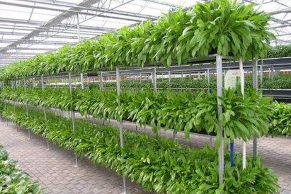 无土栽培蔬菜成本，及适合栽培的几种蔬菜种类