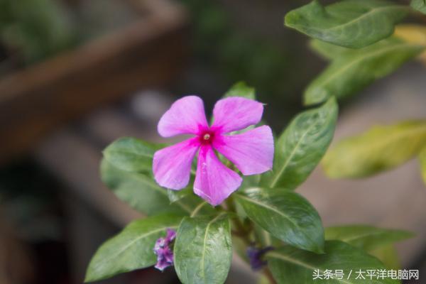 年轻玩家的第一台单电相机！佳能EOS M100评测