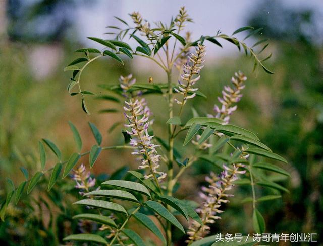 5个小本投资致富项目介绍，轻松月入万元不是梦