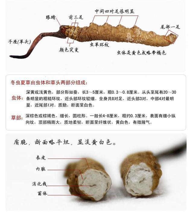冬虫夏草能整根直接吃吗？那曲雯雯虫草的正确吃法！