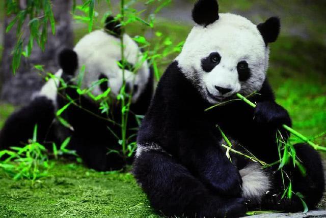为什么只有中国才有大熊猫？熊猫繁殖能力为什么这么差？