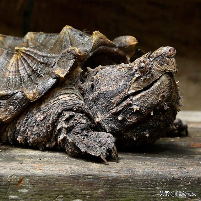 智勇双全的大鳄龟