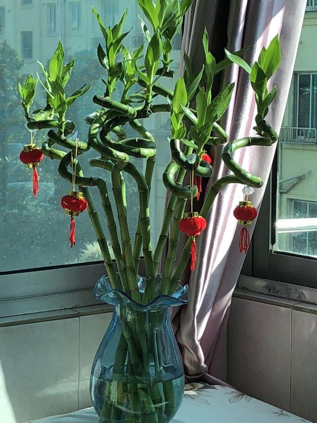 适合家庭养的“3种”好运花，皮实好养，长得旺、人气旺