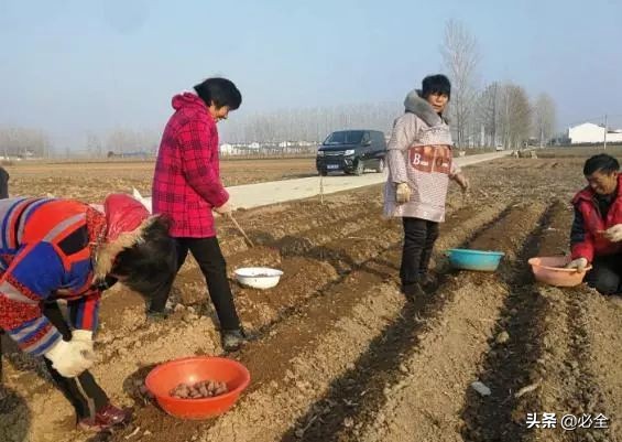 农村致富项目，种植什么最赚钱？来听听种植大户怎么说