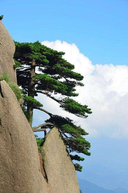 岁寒三友指的是什么