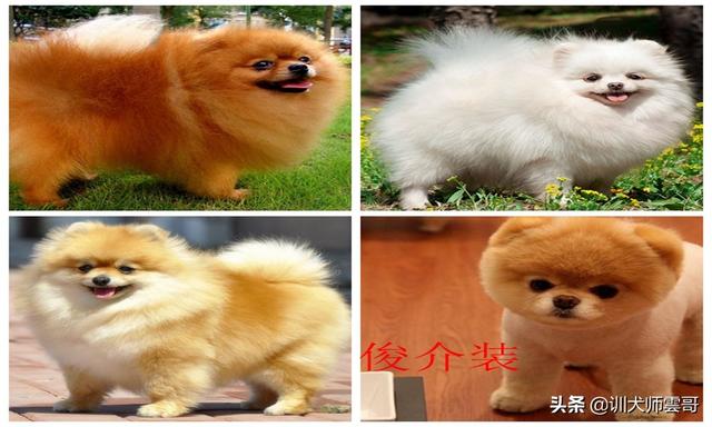 适合作为宠物犬的10大小型犬，你在养吗？