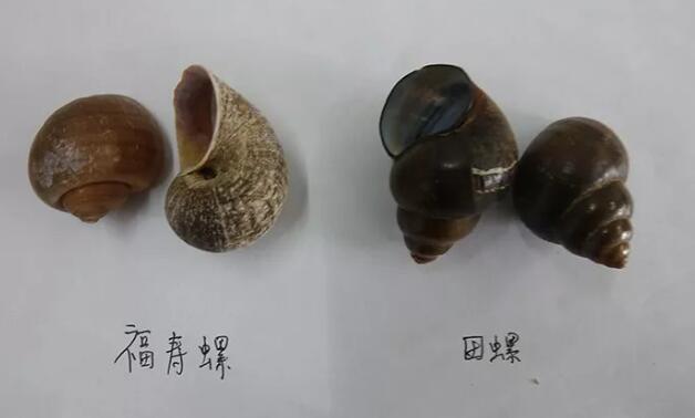 福寿螺跟田螺傻傻分不清？两分钟教你辨别，别再误吃福寿螺了！