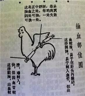 科普：“打鸡血”一词是怎么来的？
