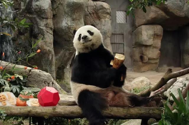为什么只有中国才有大熊猫？熊猫繁殖能力为什么这么差？