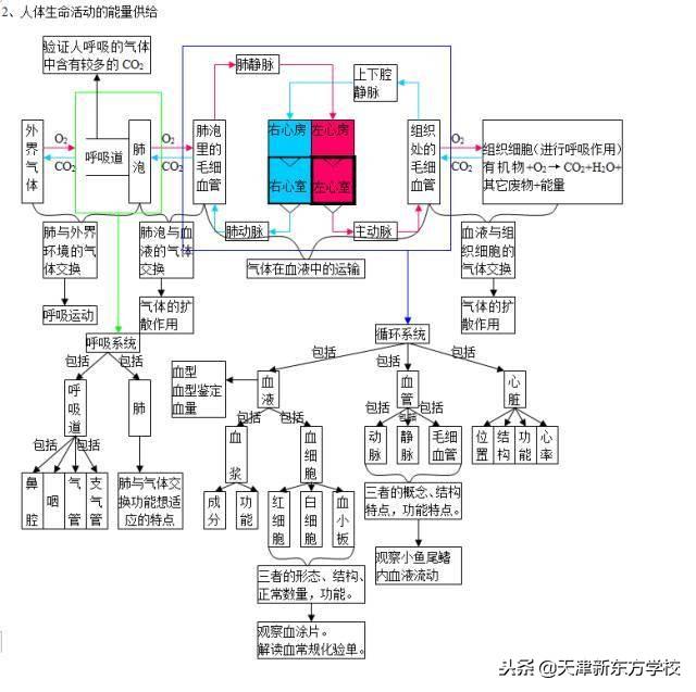 初中生物知识点梳理——思维导图，清晰得不要不要的！