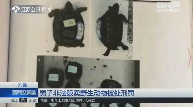 豹龟小记录