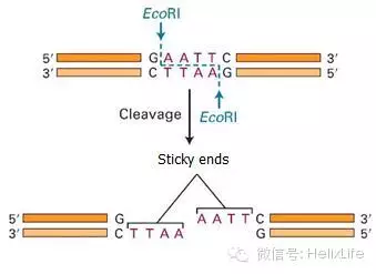 分子构建不会做？看这篇就够了